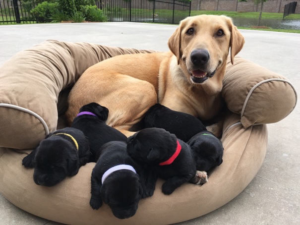Addie and pups